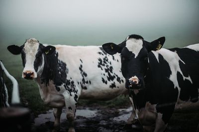 Portrait of cows standing in a field