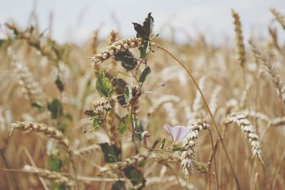 Close-up of flowering plants on field