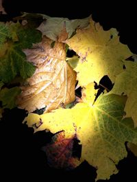 Close-up of dry autumn leaf