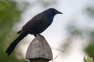 Close-up of bird perching on wood