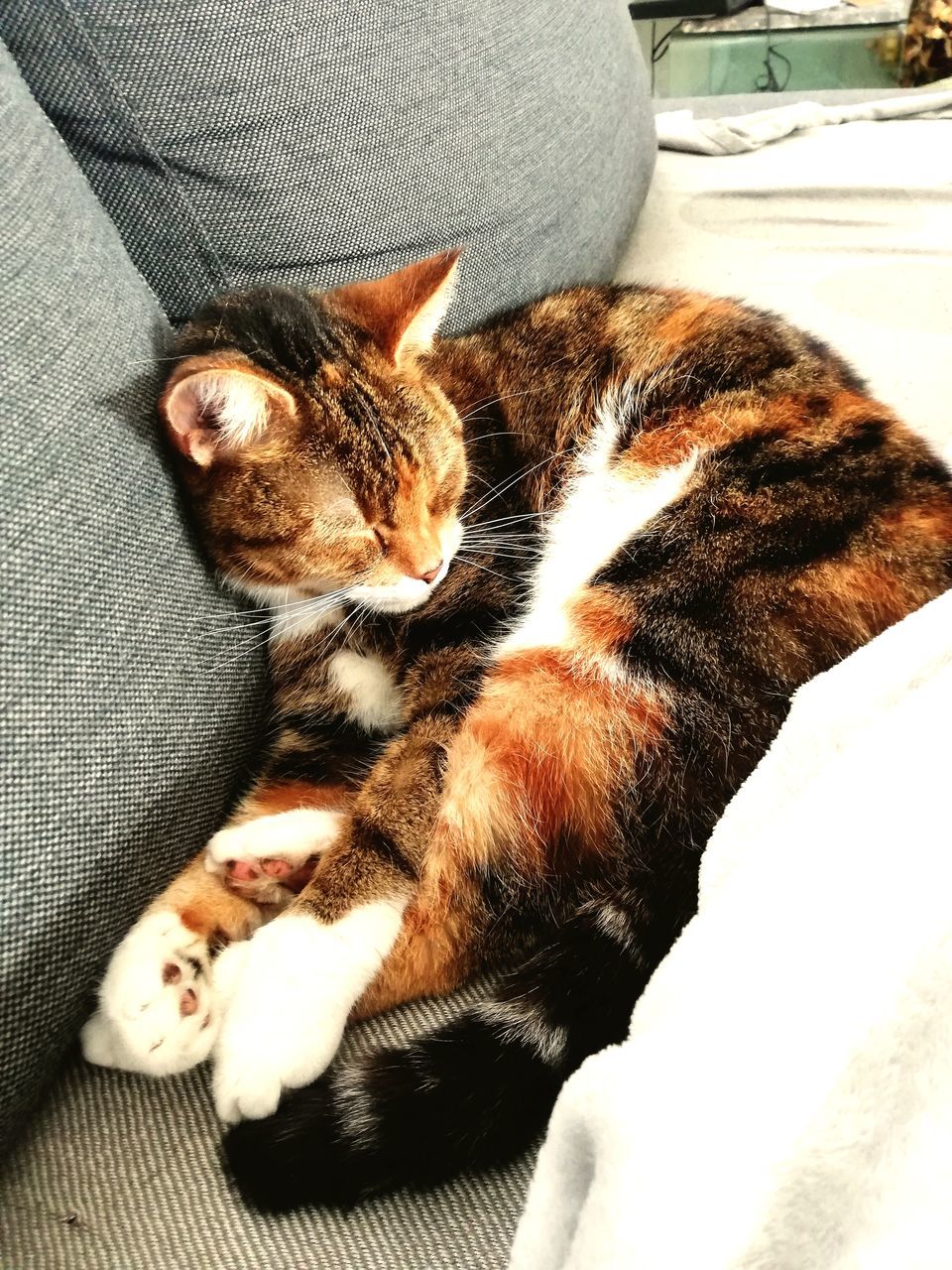 HIGH ANGLE VIEW OF CAT SLEEPING ON BLANKET