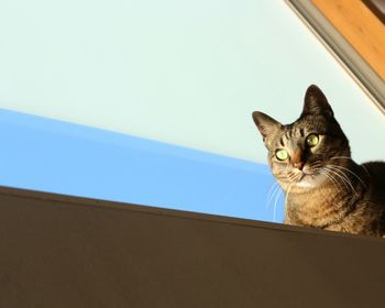 Portrait of a cat against wall