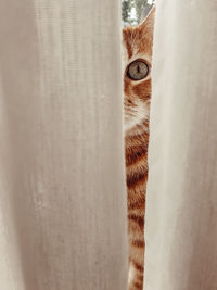 Portrait of cat hiding behind