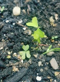 High angle view of small plant growing on field