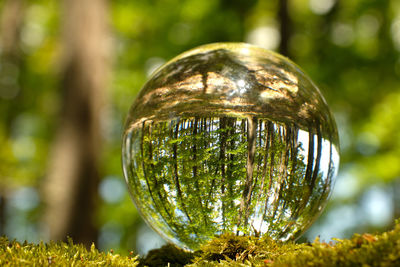 Reflection of green leaves, trees, forest and moss inside lensball.