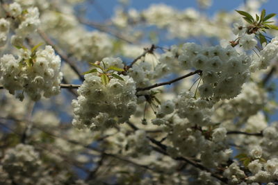 Close-up of cherry blossoms in spring