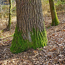 Full frame shot of tree