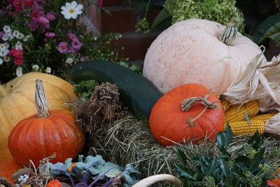 Close-up of pumpkins