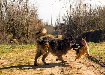 View of two dogs on street