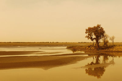 Tree reflected in the water, hotan desert - china