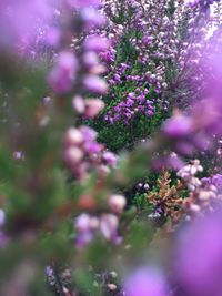 Close-up of pink flowers