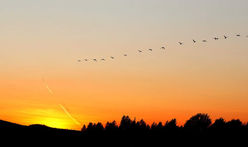 Silhouette birds against sky during sunset