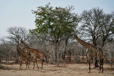 Trees on field against clear sky