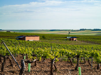 Scenic view of vineyard against sky