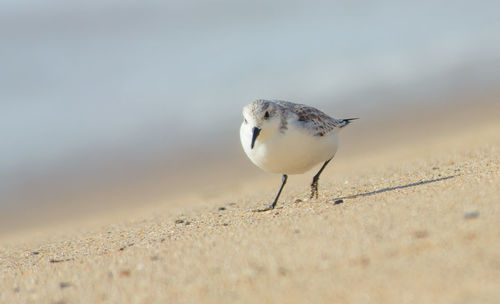 Close-up of bird perching on sand at beach