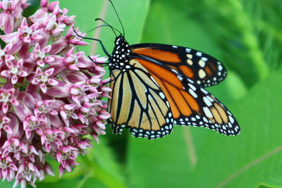 Close-up of butterfly pollinating on pink flower