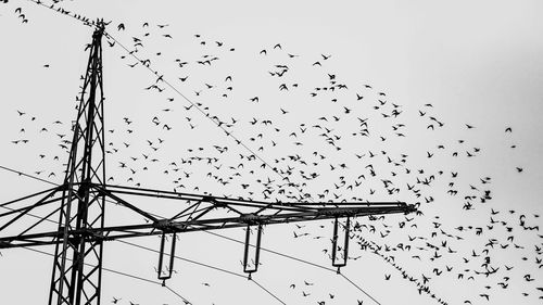 Low angle view of birds flying against sky