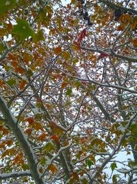 Low angle view of tree against sky