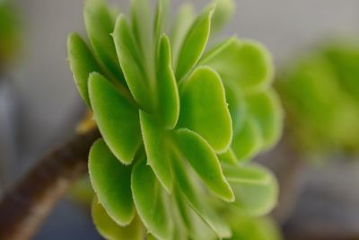 Close-up of cactus plant