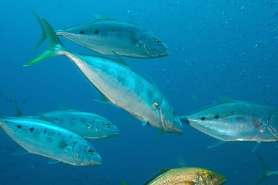 Close-up of fish swimming in sea