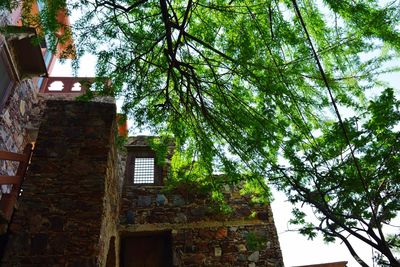 Low angle view of ivy growing on tree against sky