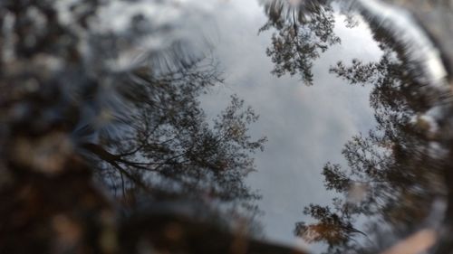 Low angle view of trees against sky