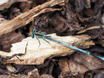 High angle view of insect on twig