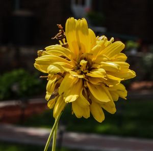 Close-up of yellow flower