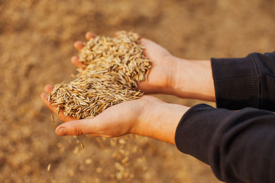 The hands of a farmer close-up holding a handful of wheat grains. rural meadow. rich harvest concept