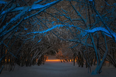 Trees on beach