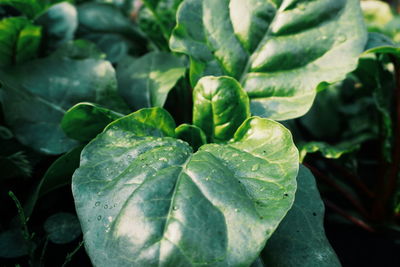 Close-up of green leaves on plant