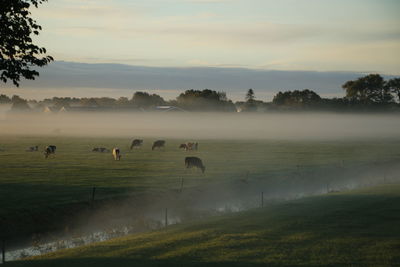 Cows grazing on field by sunrise and morning fog. village and trees at background