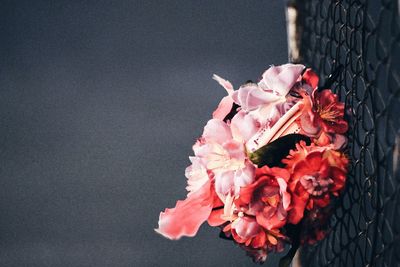 Close-up of red flowers