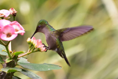 Close-up of bird flying