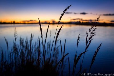 Close-up of silhouette plants against lake during sunset