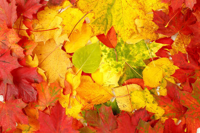 Full frame shot of yellow maple leaves