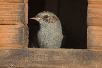 Close-up of a bird