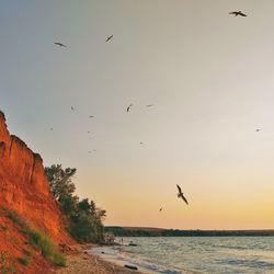 Birds flying over sea against sky during sunset