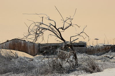 Bare tree on abandoned snow covered landscape against clear sky