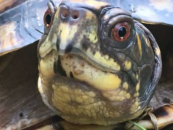 Close-up of turtle