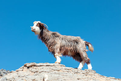 Long haired multicoloured goat poses on the rocks of jabel shams canyon, gulch, balcony walk, oman