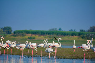 Flock of birds on landscape against clear sky