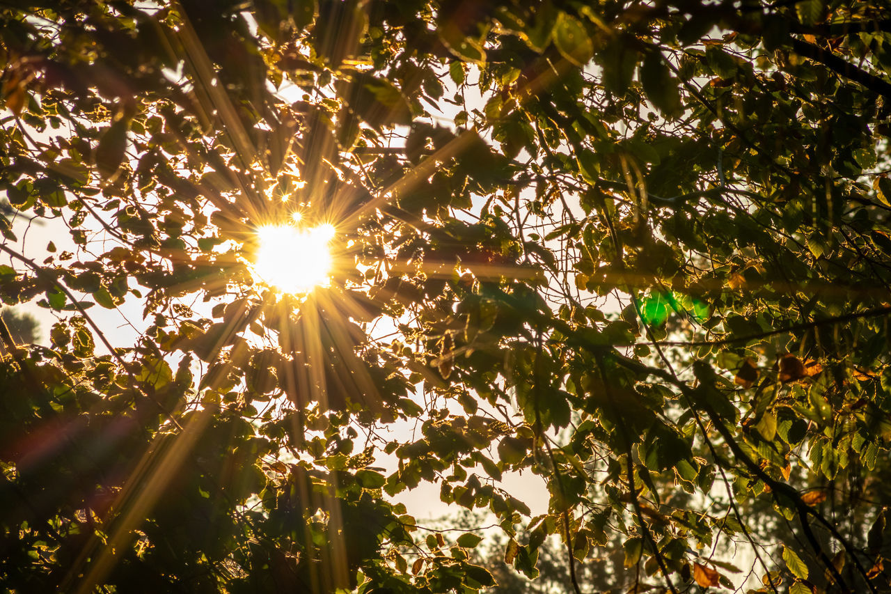 SUNLIGHT STREAMING THROUGH TREES