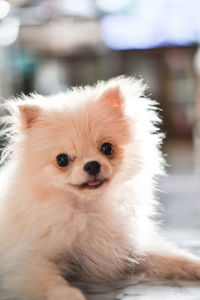 Close-up portrait of a dog