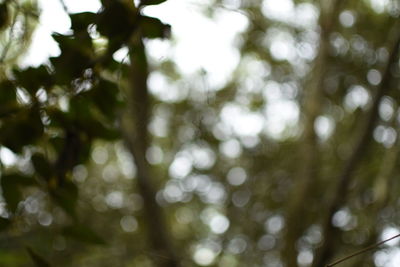 Defocused image of tree