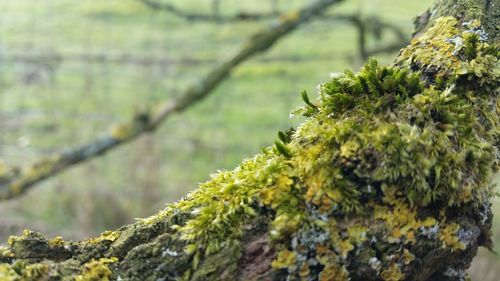 Close-up of moss on tree trunk