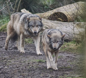 Wolves walking on field