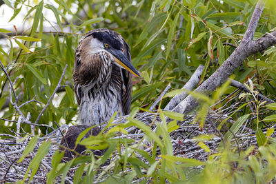 Close-up of bird perching on branch