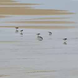 High angle view of birds in lake