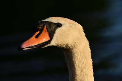 Close-up of a bird